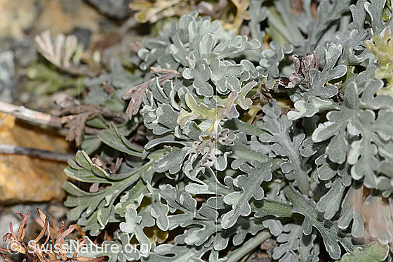 Foto: Graues Greiskraut (Senecio incanus). Blätter.