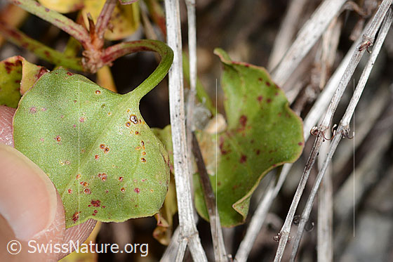Foto: Schildblättriger Ampfer (Rumex scutatus). Blattunterseite.