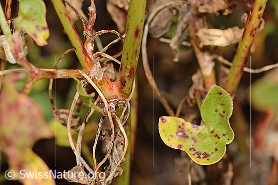 Foto: Schildblättriger Ampfer (Rumex scutatus). Blatt und Stängel.
