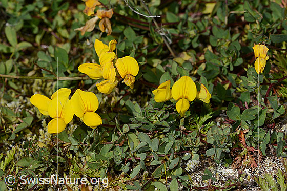 Foto: Alpen-Hornklee (Lotus alpinus). Ganze Pflanze (Habitus).