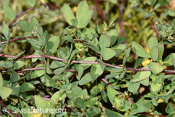Photo: Lotus alpinus. Stem and leaves.