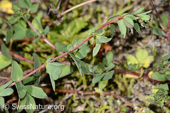 Foto: Alpen-Hornklee (Lotus alpinus). Stängel und Blätter.