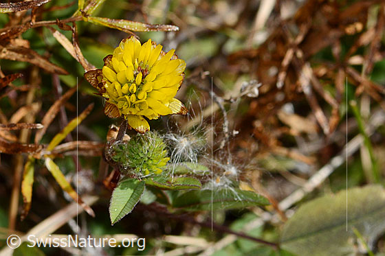 Foto: Braun-Klee (Trifolium badium). Ganze Pflanze (Habitus).