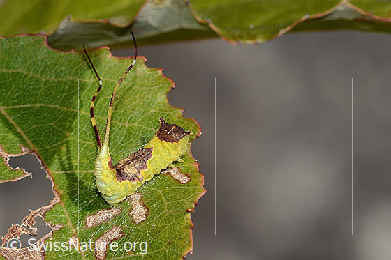 Espen-Gabelschwanz Raupe (Furcula bifida) auf Zitterpappel (Espe, Populus tremula)