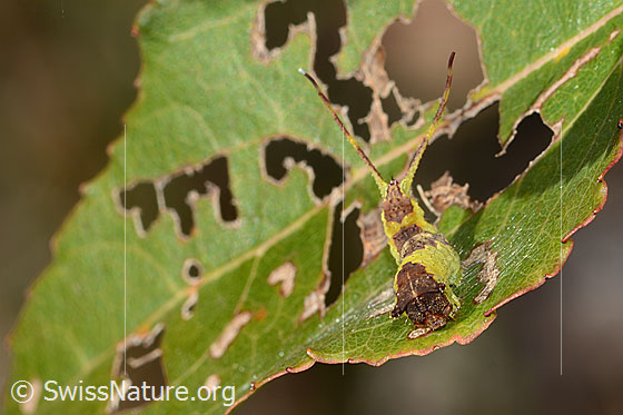 Foto: Espen-Gabelschwanz Raupe (Furcula bifida) auf Zitterpappel (Espe, Populus tremula). Abwehrstellung. Ansicht von vorne.