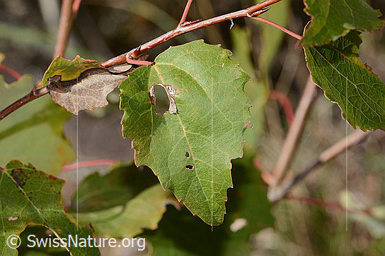 Foto: Zitterpappel (Populus tremula). Wird auch Aspe oder Espe genannt. Blattoberseite.