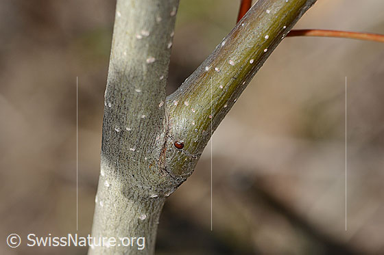 Foto: Zitterpappel (Populus tremula). Stamm und Ast einer jungen Zitterpappel.