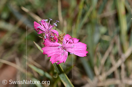 Photo: Dianthus carthusianorum. Blossoms.
