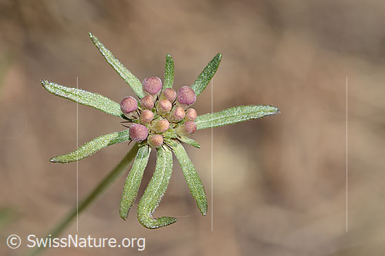 Photo: Scabiosa columbaria. Flower before blooming. View from above.