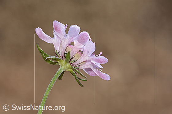 Foto: Gemeine Skabiose (Scabiosa columbaria). Stängel und Blüte. Ansicht von seitlich unten.