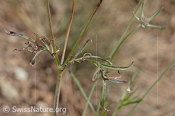 Photo: Scabiosa columbaria. Stem and stem leaves.