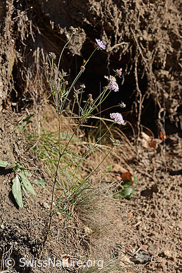 Foto: Gemeine Skabiose (Scabiosa columbaria). Ganze Pflanze (Habitus).