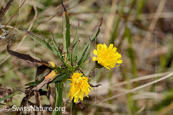 Foto: Doldiges Habichtskraut (Hieracium umbellatum). Blüten und Blätter.