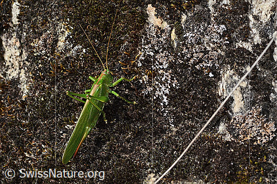 Foto: Grünes Heupferd (Tettigonia viridissima). Länge 32 - 42mm. Weibchen. Ansicht von oben.