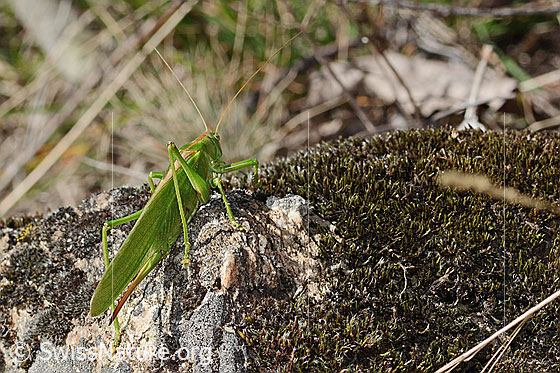 Foto: Grünes Heupferd (Tettigonia viridissima). Länge 32 - 42mm. Weibchen. Ansicht von der Seite.