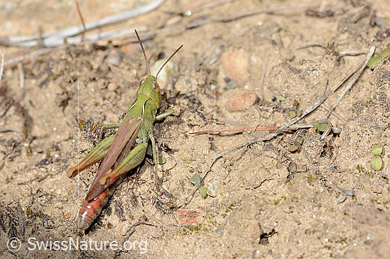Photo: Probably Chorthippus mollis. Length 22mm. Female. View from behind top.