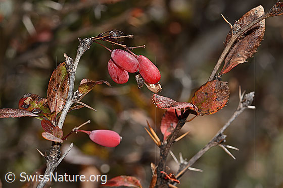Foto: Gewöhnliche Berberitze (Berberis vulgaris). Ästchen und Beeren.