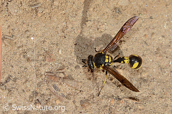 Foto: Eumenes subpomiformis (Töpferwespe). Länge 13 - 17mm. Weibchen. Ansicht von oben.