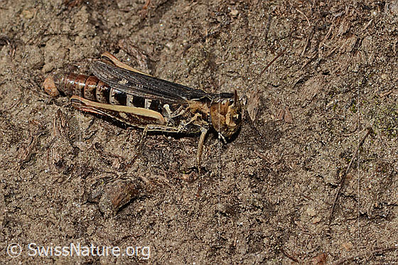 Photo: Probably Chorthippus mollis. Length 17mm. Female. View from the side.
