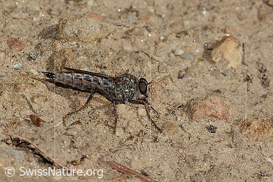 Foto: Wahrscheinlich Kleine Raubfliege (Tolmerus pyragra). Länge 12mm. Weibchen. Ansicht von der Seite.