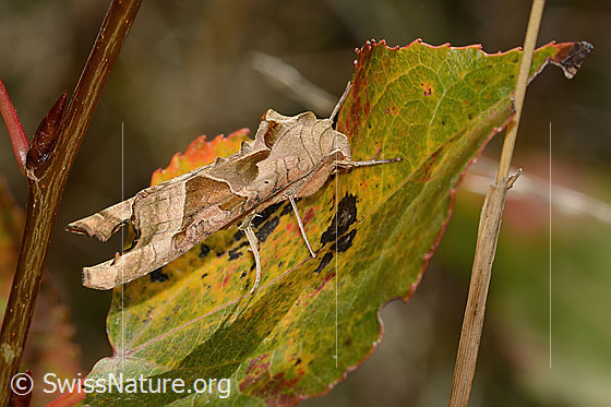 Foto: Achateule (Phlogophora meticulosa). Ansicht von seitlich vorne.