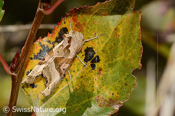 Foto: Achateule (Phlogophora meticulosa). Wird auch Mangoldeule genannt. Ansicht von seitlich oben.