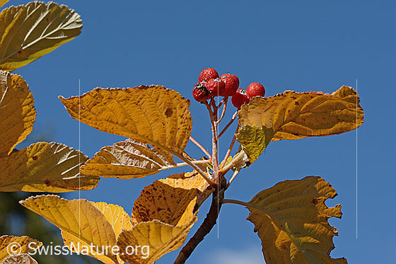Foto: Echte Mehlbeere (Sorbus aria). Beeren und herbstliche gefärbte Blätter.