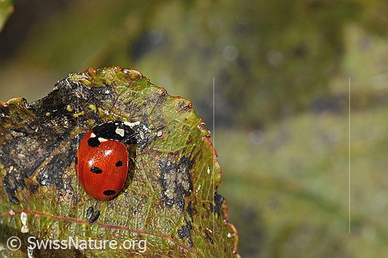 Foto: Siebenpunkt-Marienkäfer (Coccinella septempunctata). Ansicht von seitlich vorne oben.