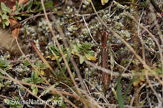 Photo: Probably Chorthippus mollis. Length 22mm. Female. View from above.