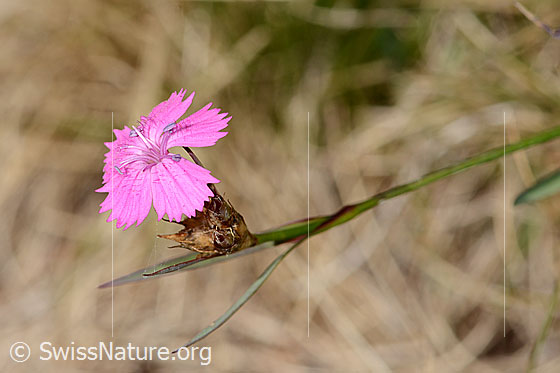 Foto: Gewöhnliche Kartäuser-Nelke (Dianthus carthusianorum). Blüte. Ansicht von seitlich oben.