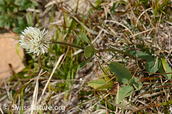 Foto: Berg-Klee (Trifolium montanum). Ganze Pflanze (Habitus).