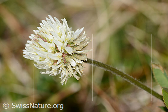 Foto: Berg-Klee (Trifolium montanum). Blüte und Stängel.