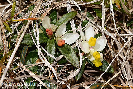 Foto: Buchsblättrige Kreuzblume (Polygala chamaebuxus). Ganze Pflanze (Habitus).