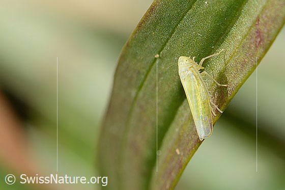Foto: Wahrscheinlich Schwefelblattzikade (Emelyanoviana mollicula). Länge 4mm. Ansicht von seitlich oben.