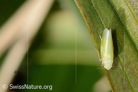 Foto: Wahrscheinlich Schwefelblattzikade (Emelyanoviana mollicula). Länge 4mm. Ansicht von oben.