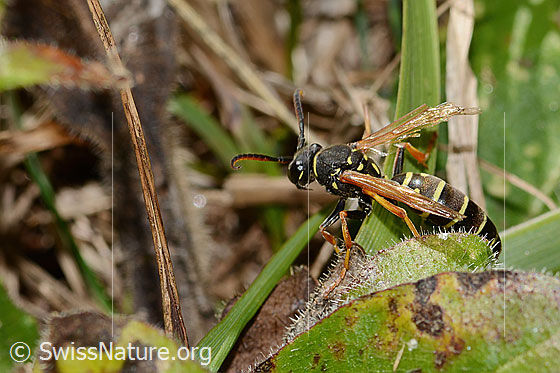 Foto: Berg-Feldwespe (Polistes biglumis). Länge 15mm. Männchen. Ansicht von schräg oben.
