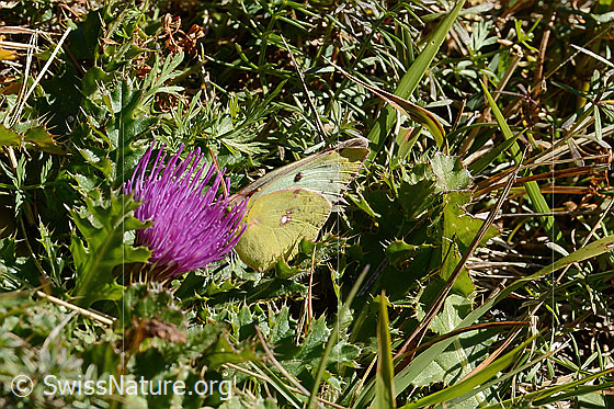 Foto: Postillon (Colias crocea) auf Stängelloser Kratzdistel (Cirsium acaule). Weibchen. Flügel geschlossen. Ansicht von seitlich vorne.