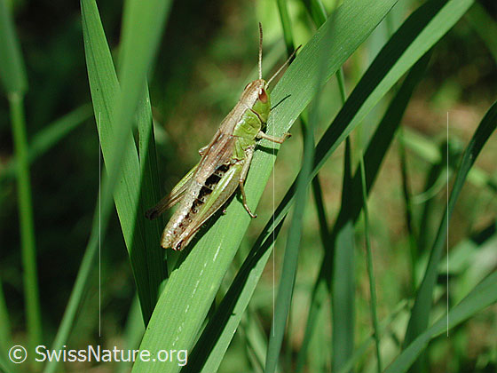 Foto: Grosse Goldschrecke (Chrysochraon dispar) auf Grashalm