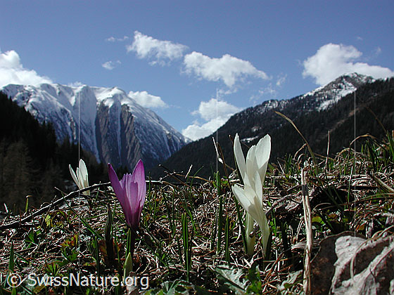Foto: Frühlings-Krokus. Im Hintergrund das Breithorn. Lat.: Crocus albiflorus