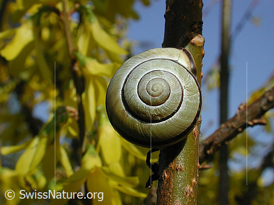 Foto: Gartenschnirkelschnecke (Cepaea hortensis)