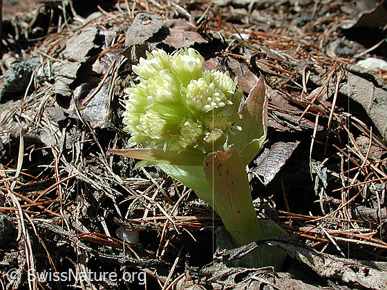 Photo: Petasites albus. Whole plant (habiti).
Lat.: Petasites albus
Family: Asteraceae
Genus: Petasites