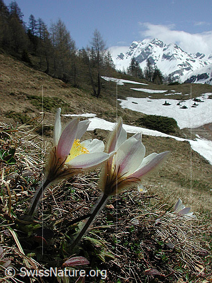 Foto: Frühlingsanemone, Pelzanemone 
Lat.: Pulsatilla vernalis 
Im Hintergrund ist das Ofenhorn sichbar.