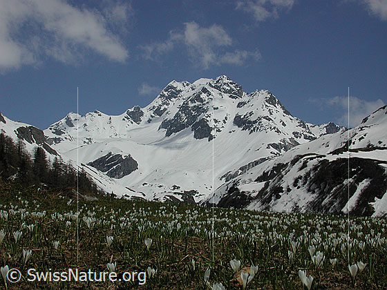 Foto: Bergfrühling: Weide mit Frühlings-Krokus, im Hintergrund das Ofenhorn Lat.: Crocus albiflorus