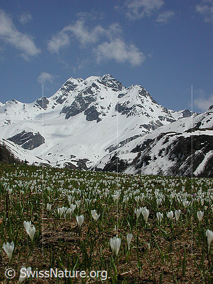 Foto: Bergfrühling: Weide mit Frühlinhs-Krokus, im Hintergrund das Ofenhorn Lat.: Crocus albiflorus