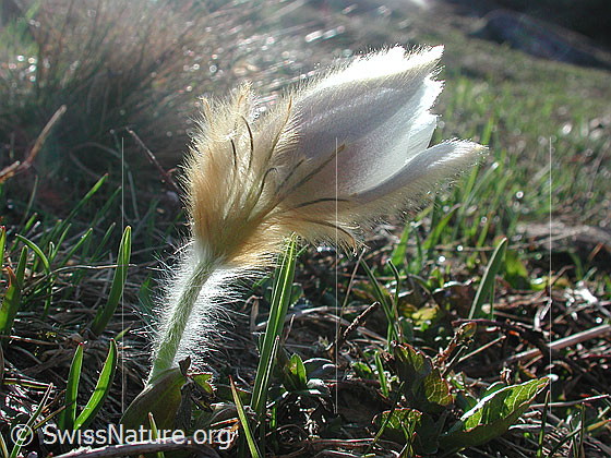 Foto: Frühlingsanemone, Pelzanemone im Gegenlicht 
Lat.: Pulsatilla vernalis