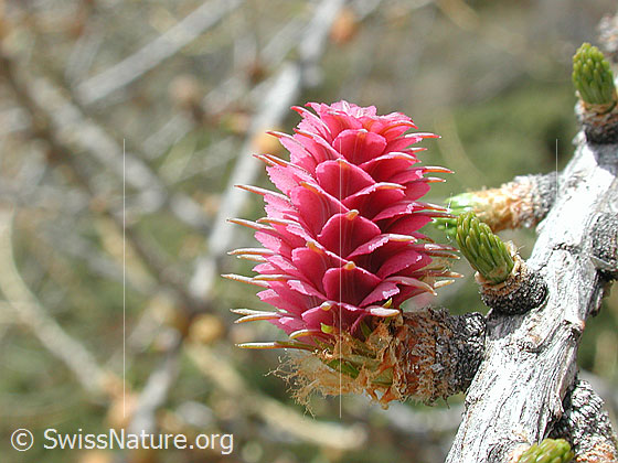 Foto: Blüte der Lärche Lat.: Larix decidua