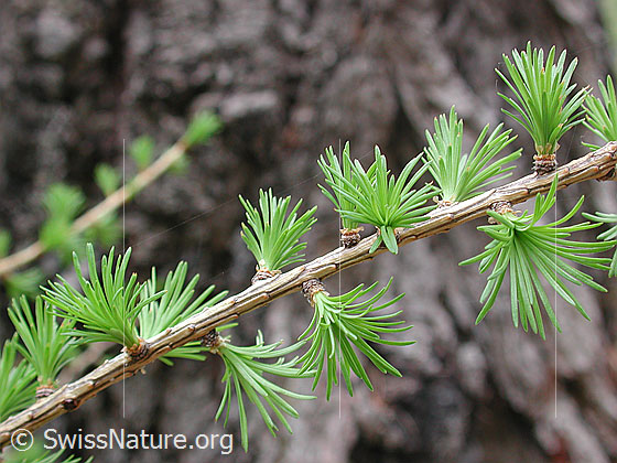 Foto: Lärchenast mit frischen Nadeln Lat.: Larix decidu