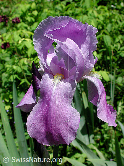 Deutsche Schwertlilie (Iris germanica)