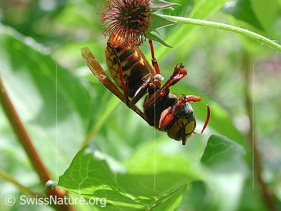 Foto: Hornisse (Vespa crabro), von der Seite