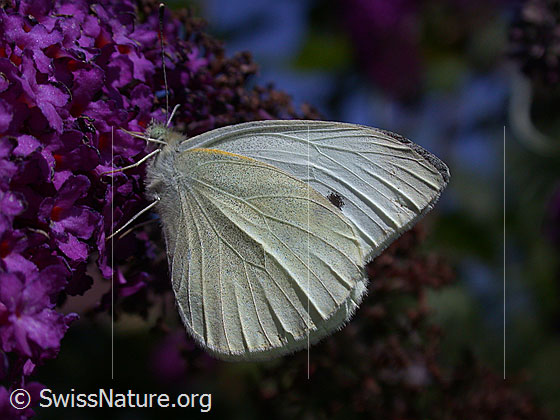 Kleiner Kohlweissling (Pieris rapae)